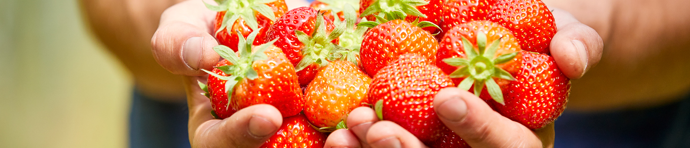 Aardbeien in de hand