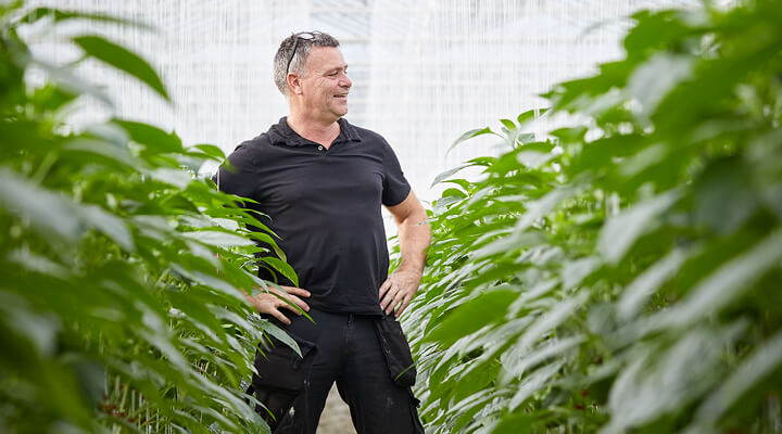 Paprika uit harmelen