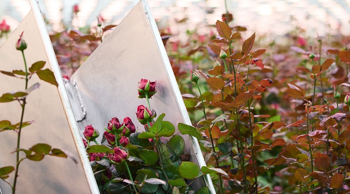 Rozen_Marjoland_ 720_400