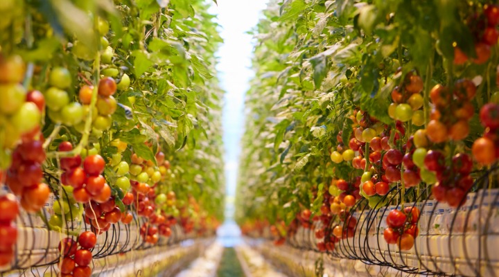 Tomatenplanten in de kas