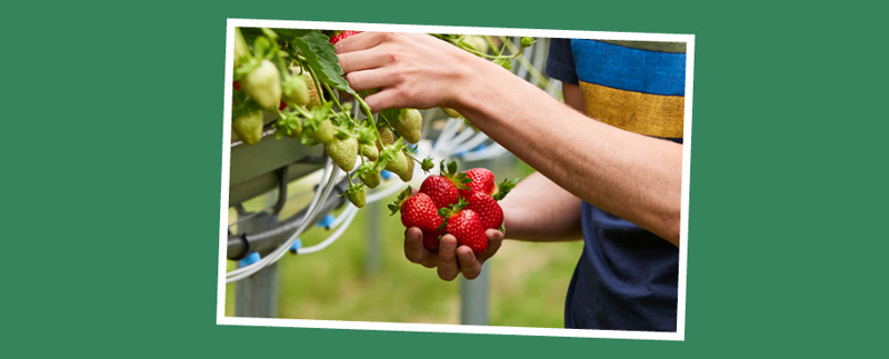 Online Wormer web 917x370