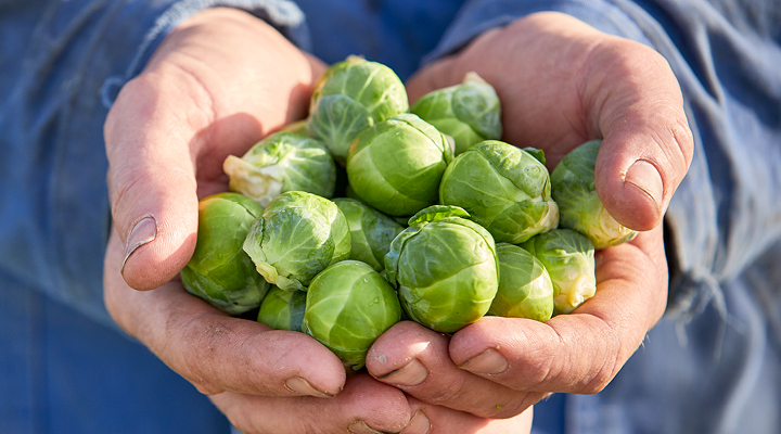 Spruitjes_vers_van_het_land