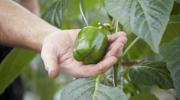 Paprikateler DekaMarkt