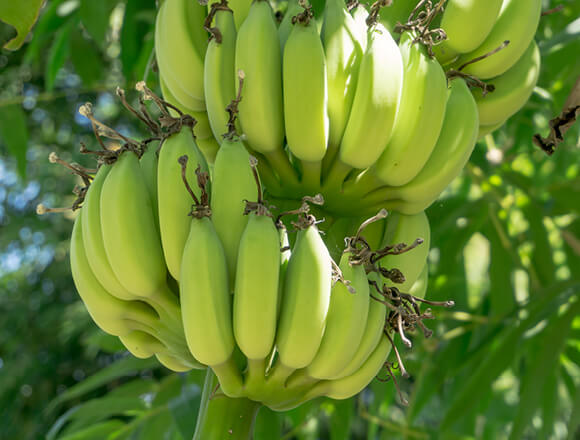 DekaMarkt_BannersDekamarkt_MeerDekaMarkt_AandachtIsOnsAmbacht_DelMonteBananen_Wk072