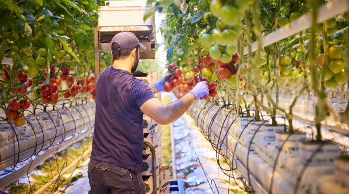 Aan het werk in de kas