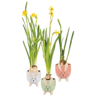 Arrangement Met Narcis