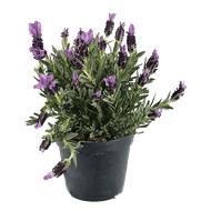 Lavendel Stoechas