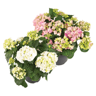 Tuinhortensia