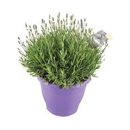 Lavendel In Terraspot