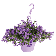 Hangplant Campanula