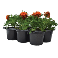Tagetes