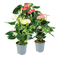 Anthurium