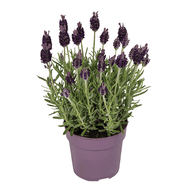 Lavendel Stoechas