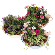 Arrangement Voorjaarsschaal