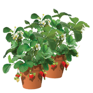 Hollandse Aardbeienplant