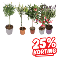 Zomerbloeiers Op Stam