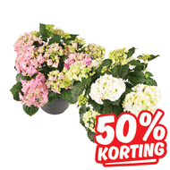 Tuinhortensia