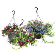 Hanging Basket