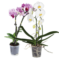 Orchidee