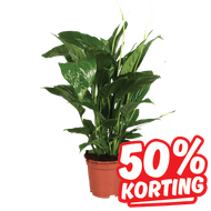 Spathiphyllum