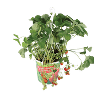 Aardbeienplant In Hangpot