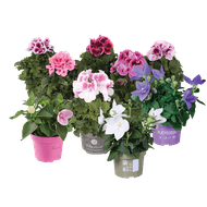 Franse Geranium of Platycodon