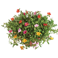 Portulaca