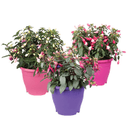 Fuchsia In Terraspot