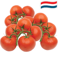 Hollandse Trostomaten
