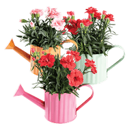 Arrangement Gieter Met Anjer
