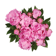 Pioenrozen