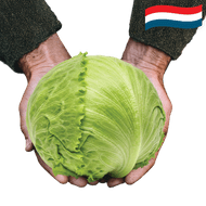 Hollandse Ijsbergsla