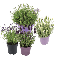 Lavendel*