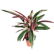 Calathea Triostar