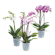 Orchidee Multiflora