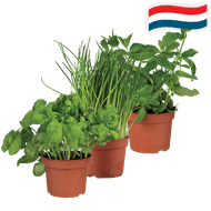 Hollandse Kruiden