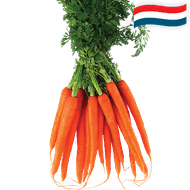 Hollandse Bospeen