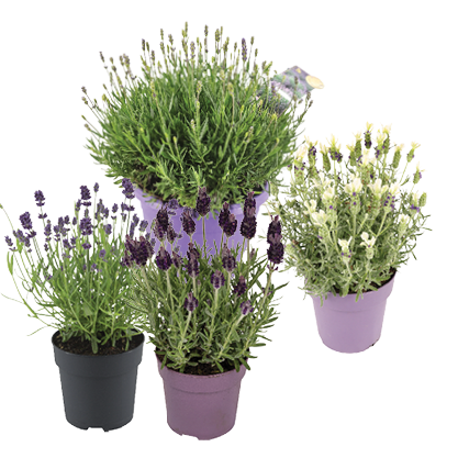 Lavendel*