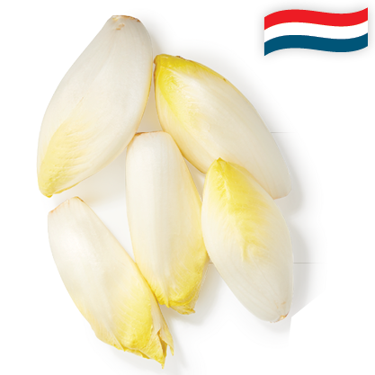 Hollandse Witlof