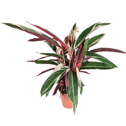 Calathea Triostar