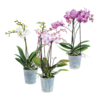 Orchidee Multiflora