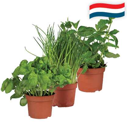Hollandse Kruiden