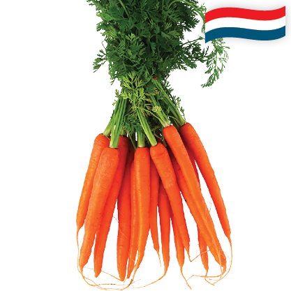 Hollandse Bospeen