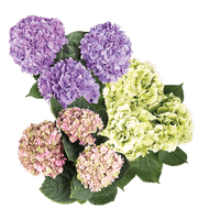 Hortensia Bloem