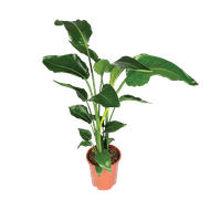 Strelitzia