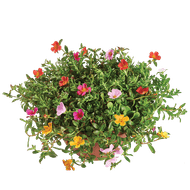 Portulaca