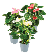 Anthurium