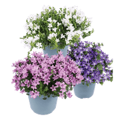 Campanula
