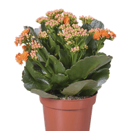 Kalanchoe