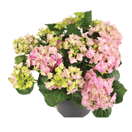 Tuinhortensia